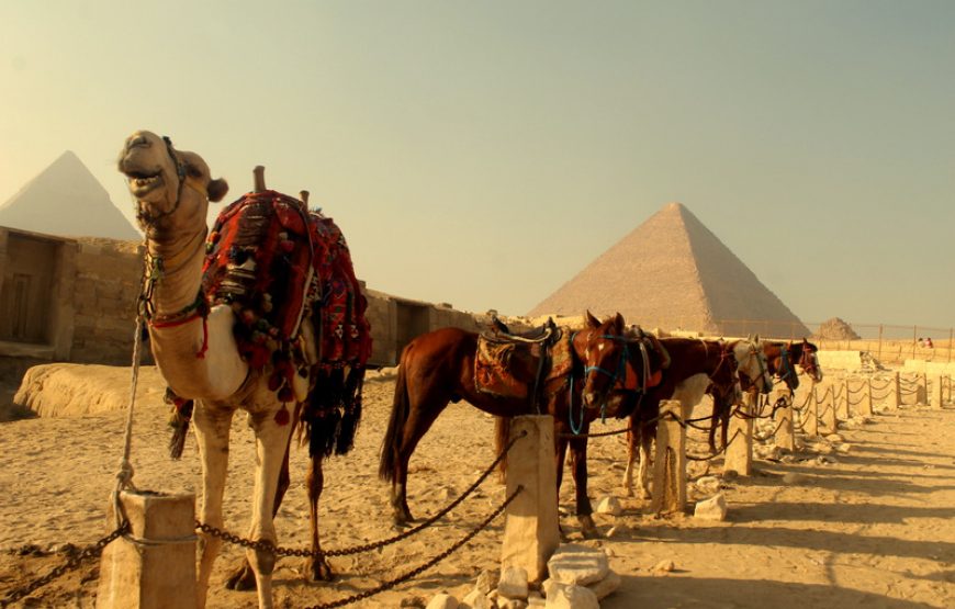 Day tour to Giza Pyramids & Egyptian Museum